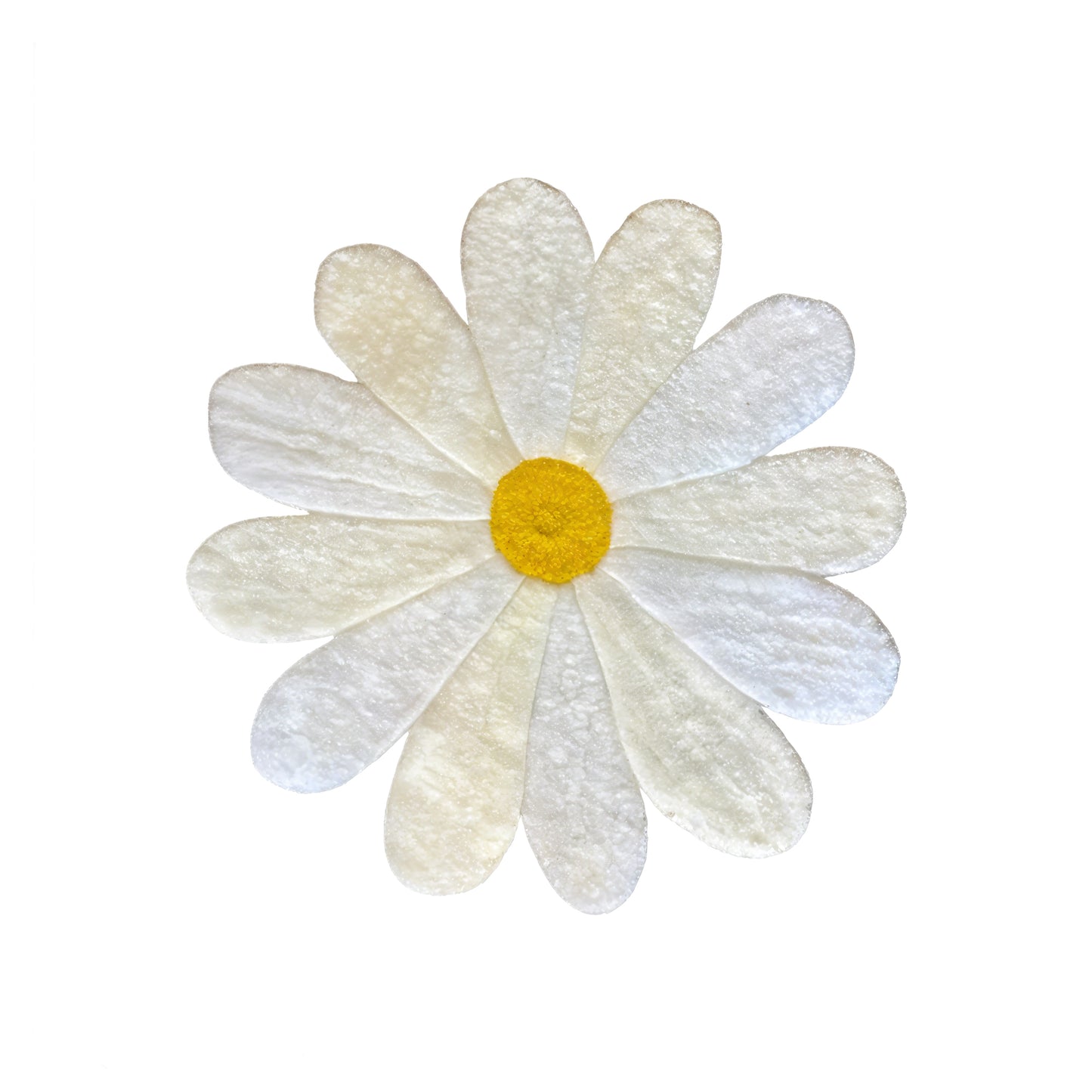 Daisy Bloom